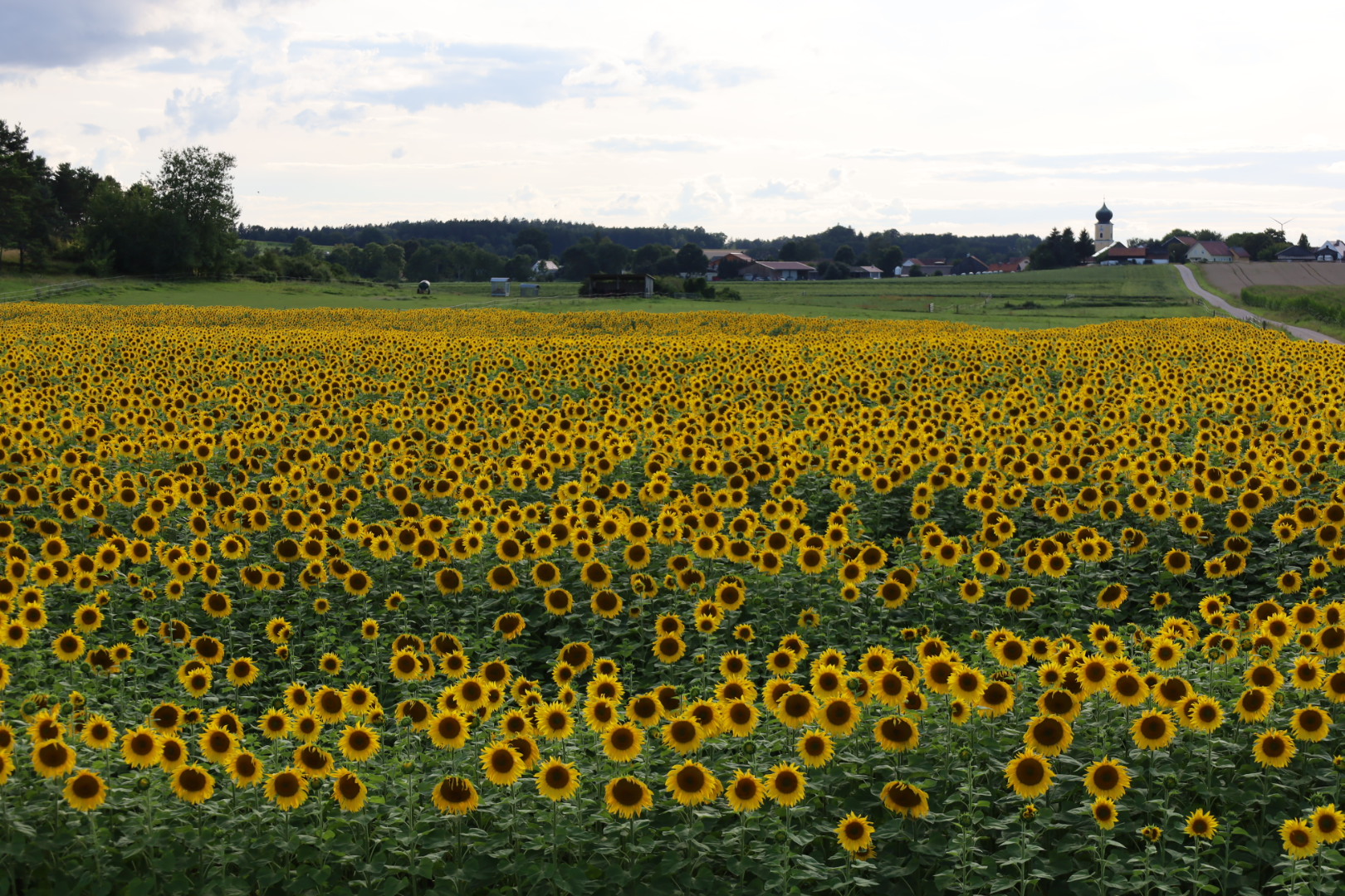 Bio-Sonnenblumenöl