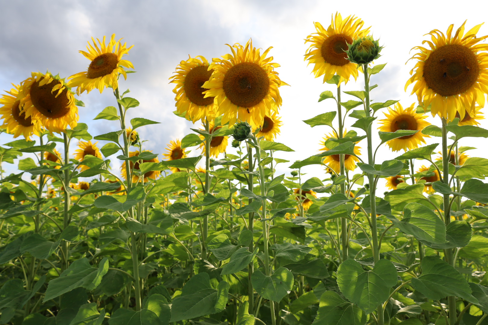 Bio-Sonnenblumenöl