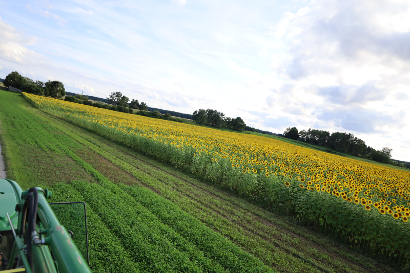Bio-Sonnenblumenöl