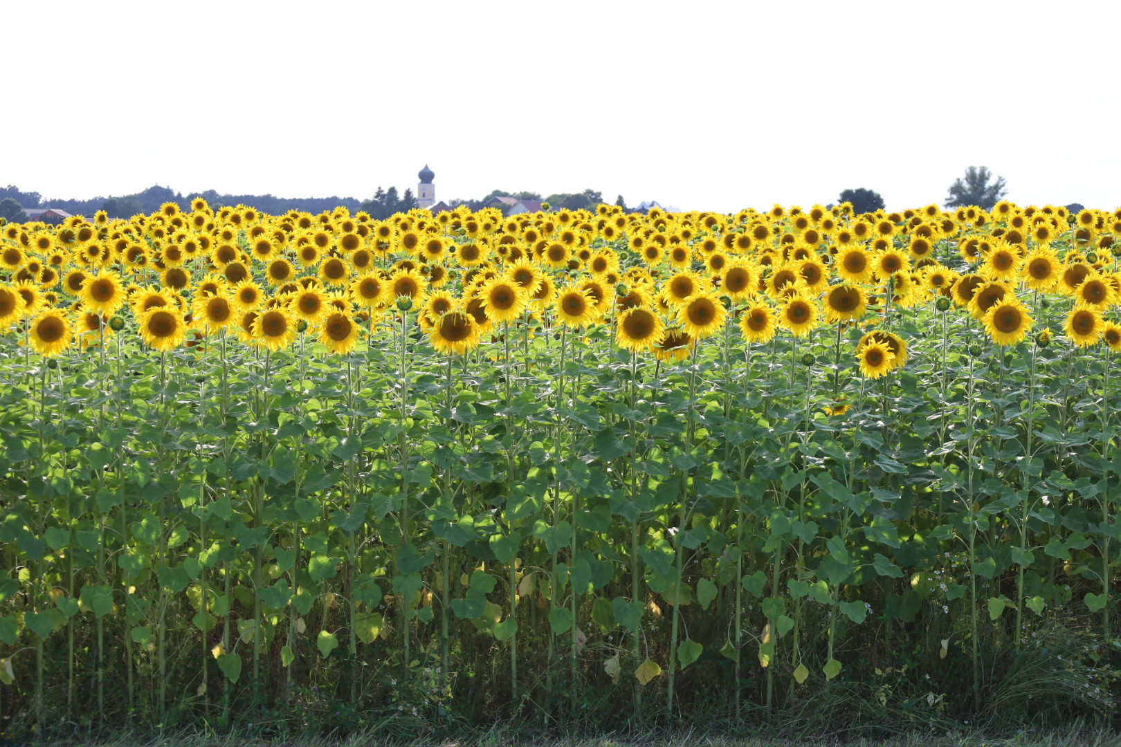 Bio-Sonnenblumenöl
